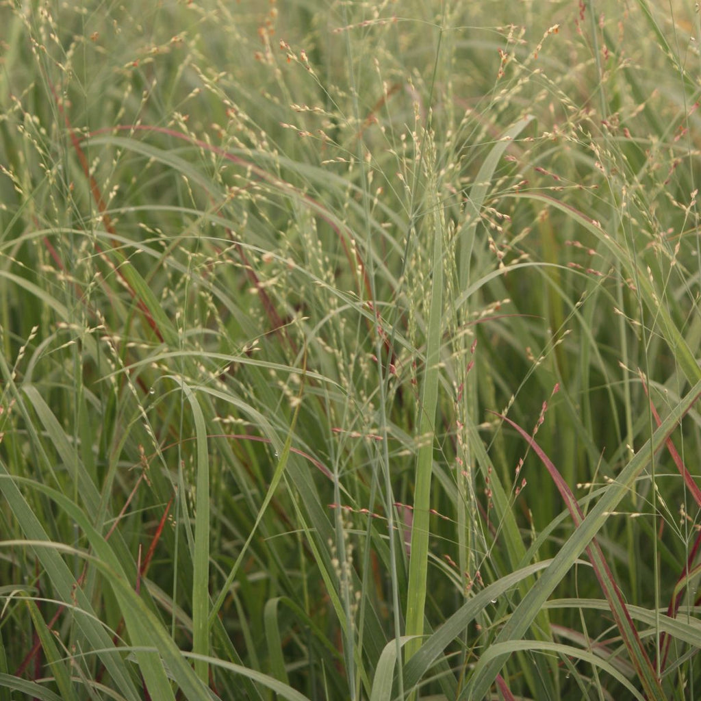 Grass, Panicum v. 'Shenandoah'
