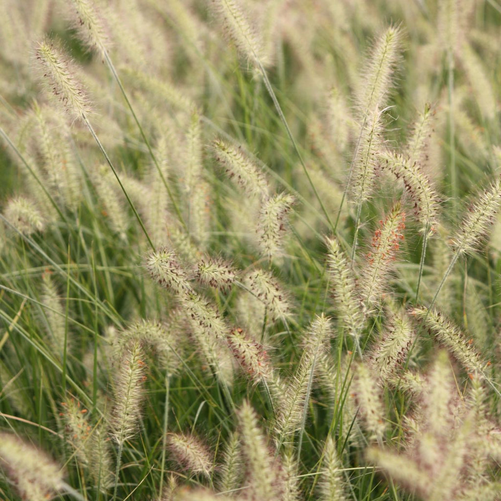 Grass, Pennisetum a. 'Hameln'