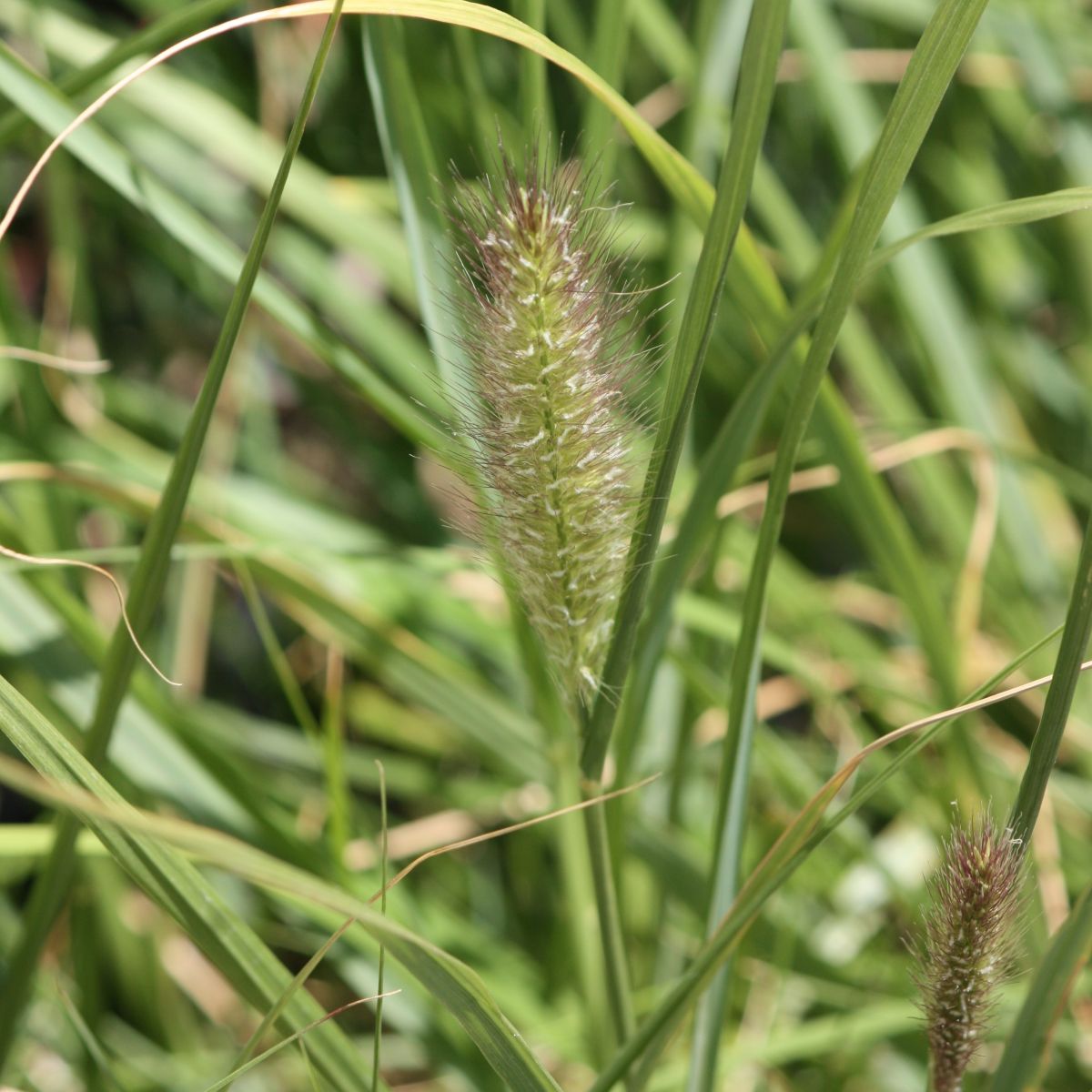 Grass, Pennisetum alopecuroides