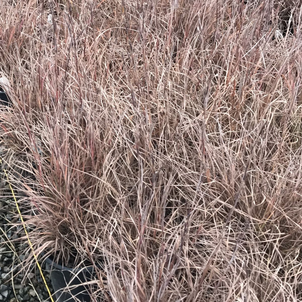 Grass, Schizachyrium scoparium 'Jazz'