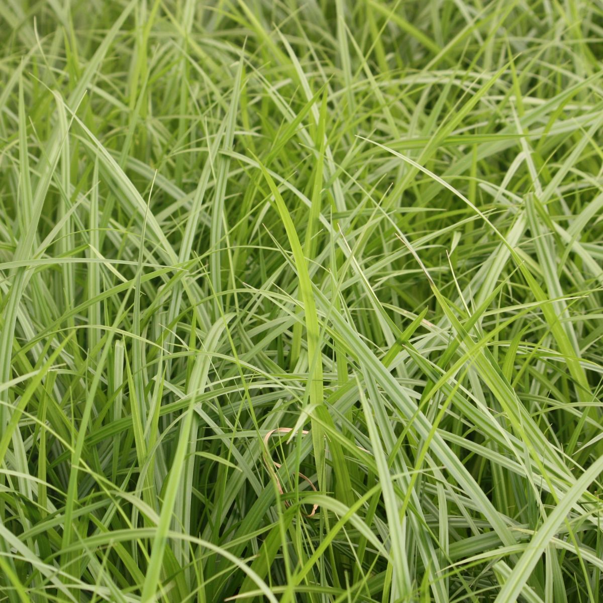 Grass, Scirpus microcarpus
