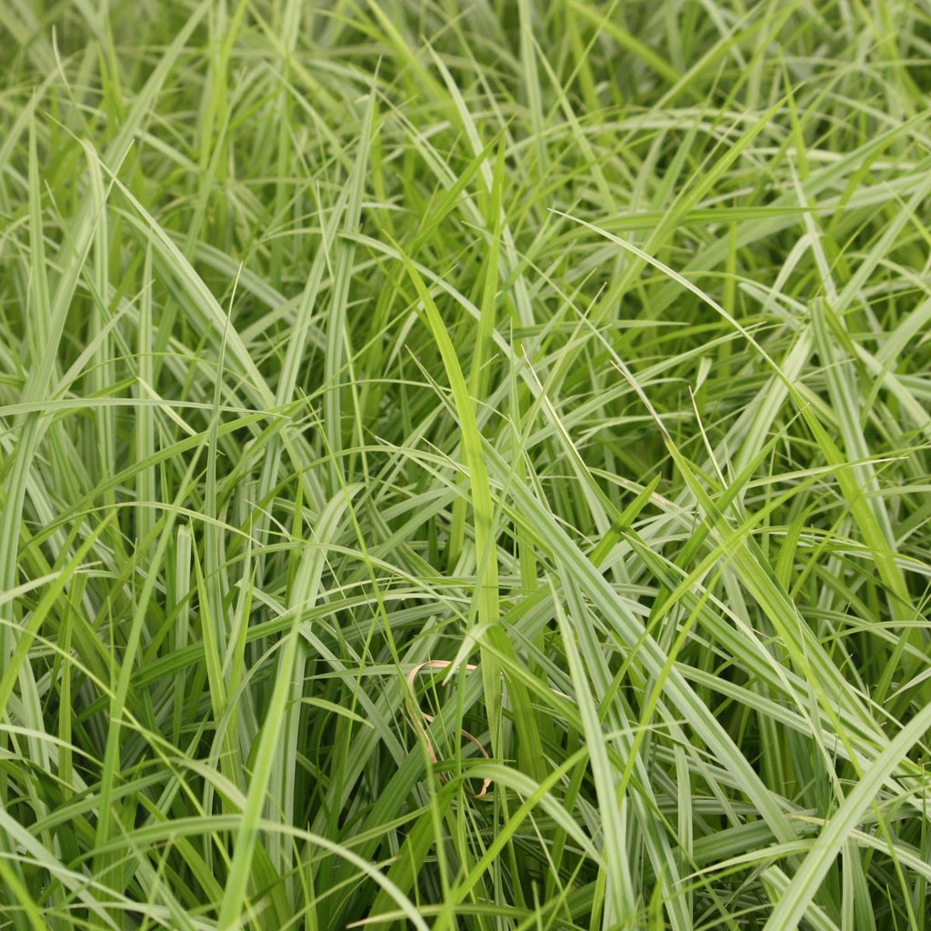 Grass, Scirpus microcarpus