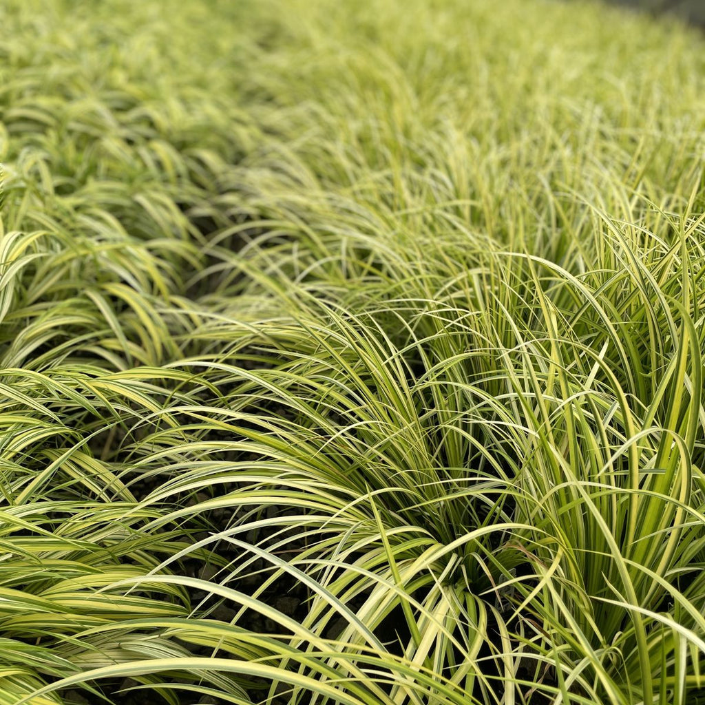 Grass, Acorus gramineus 'Ogon'