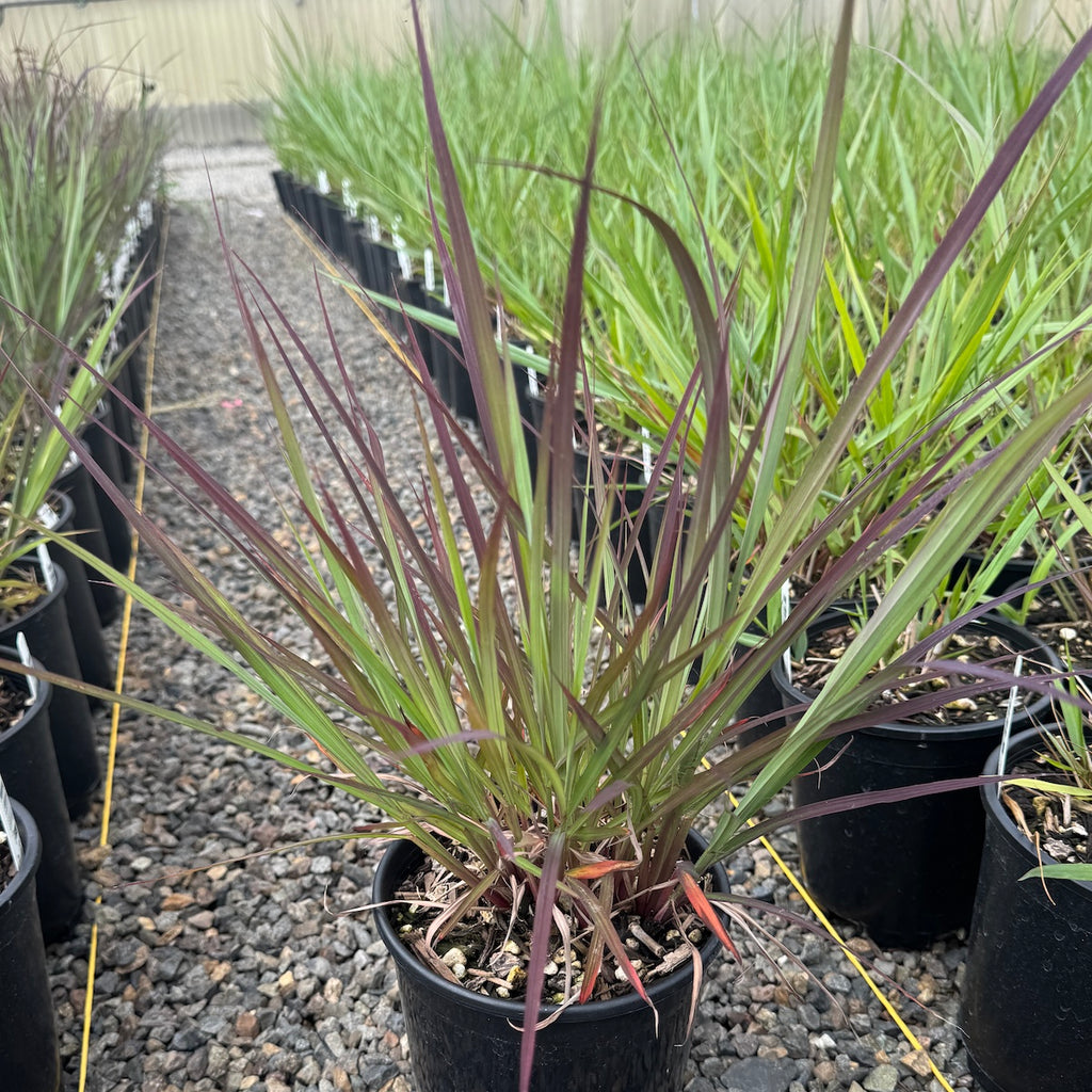 Grass, Andropogonc g. 'Dancing Wind' PP26892