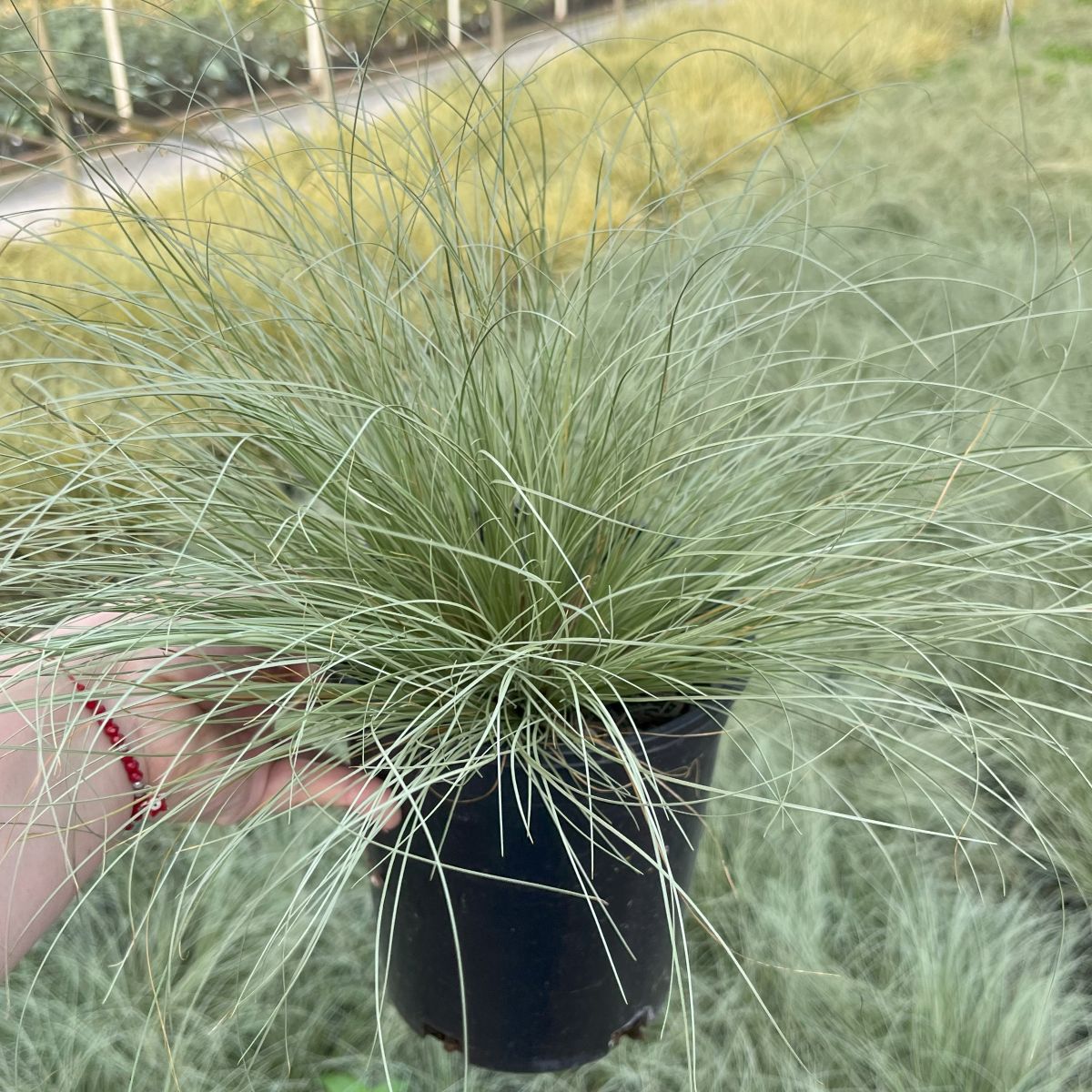Grass, Carex comans 'Frosted Curls'