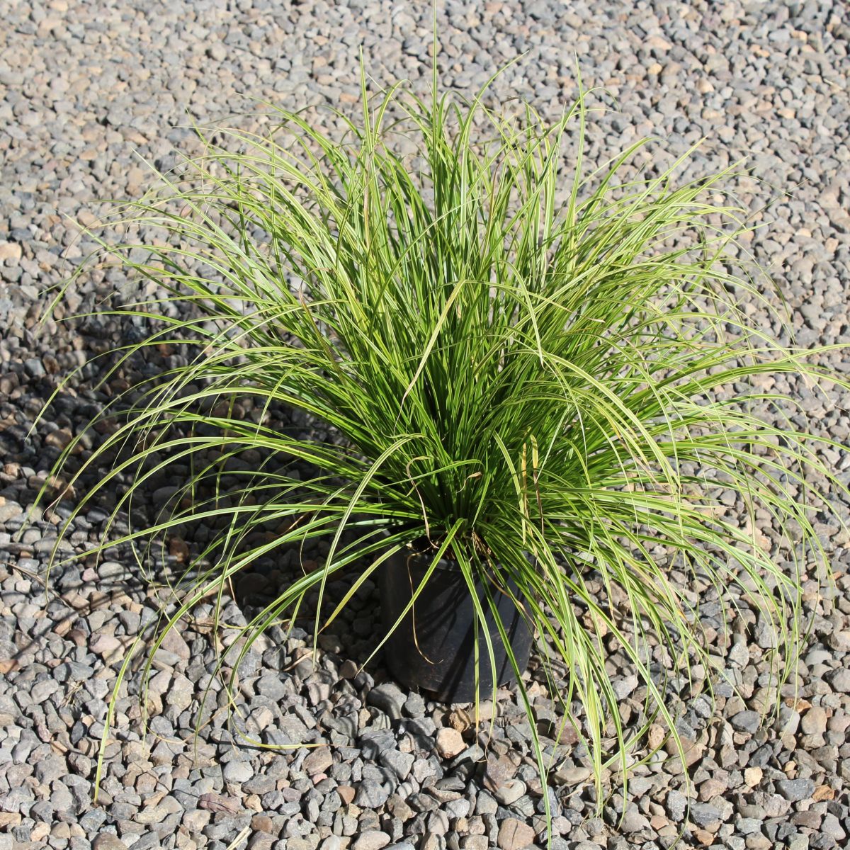 Grass, Carex d. GOLD FOUNTAINS™