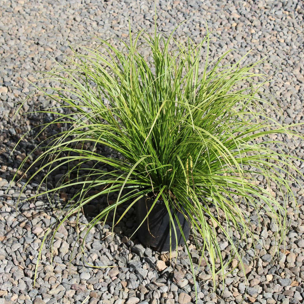 Grass, Carex d. GOLD FOUNTAINS™