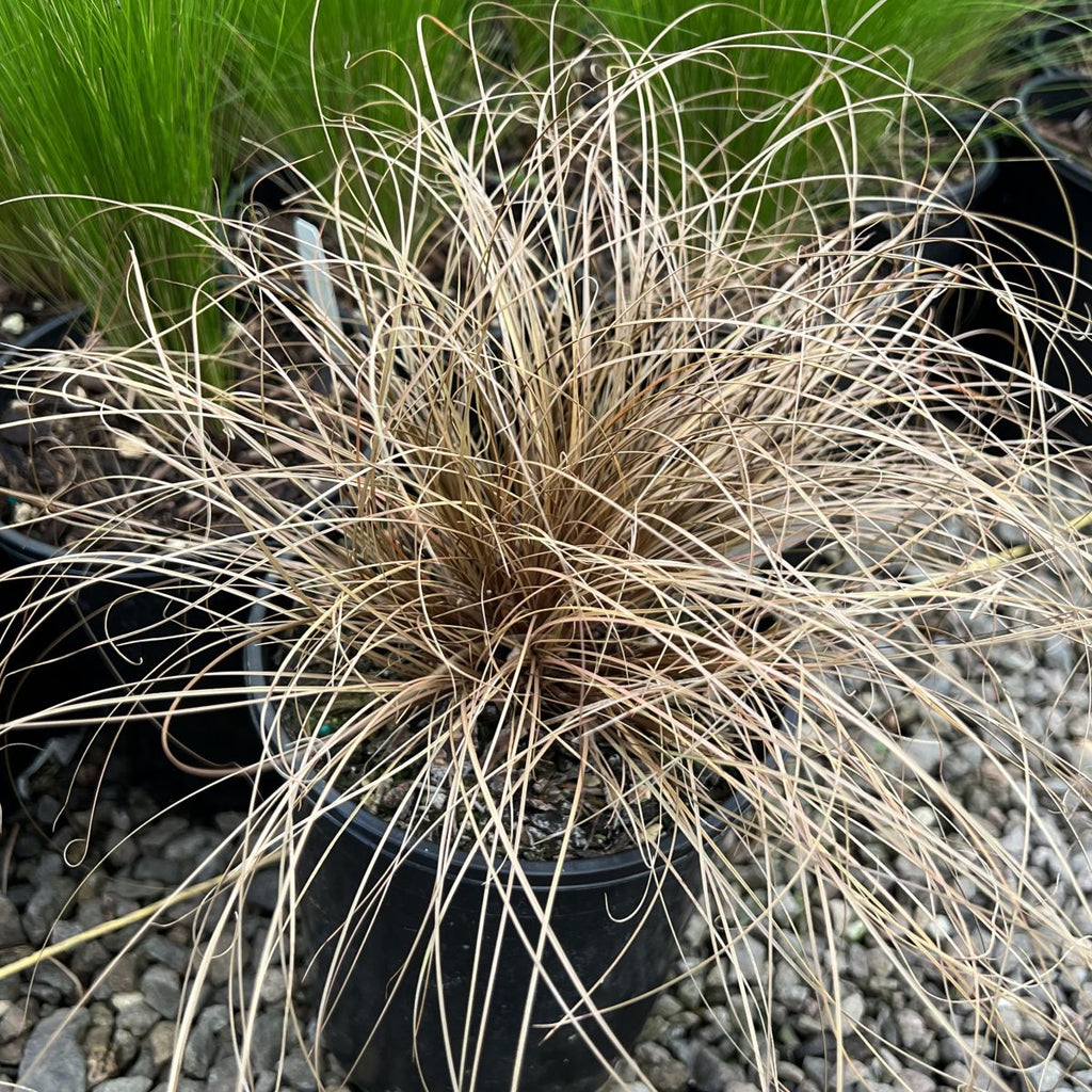 Grass, Carex flagellifera
