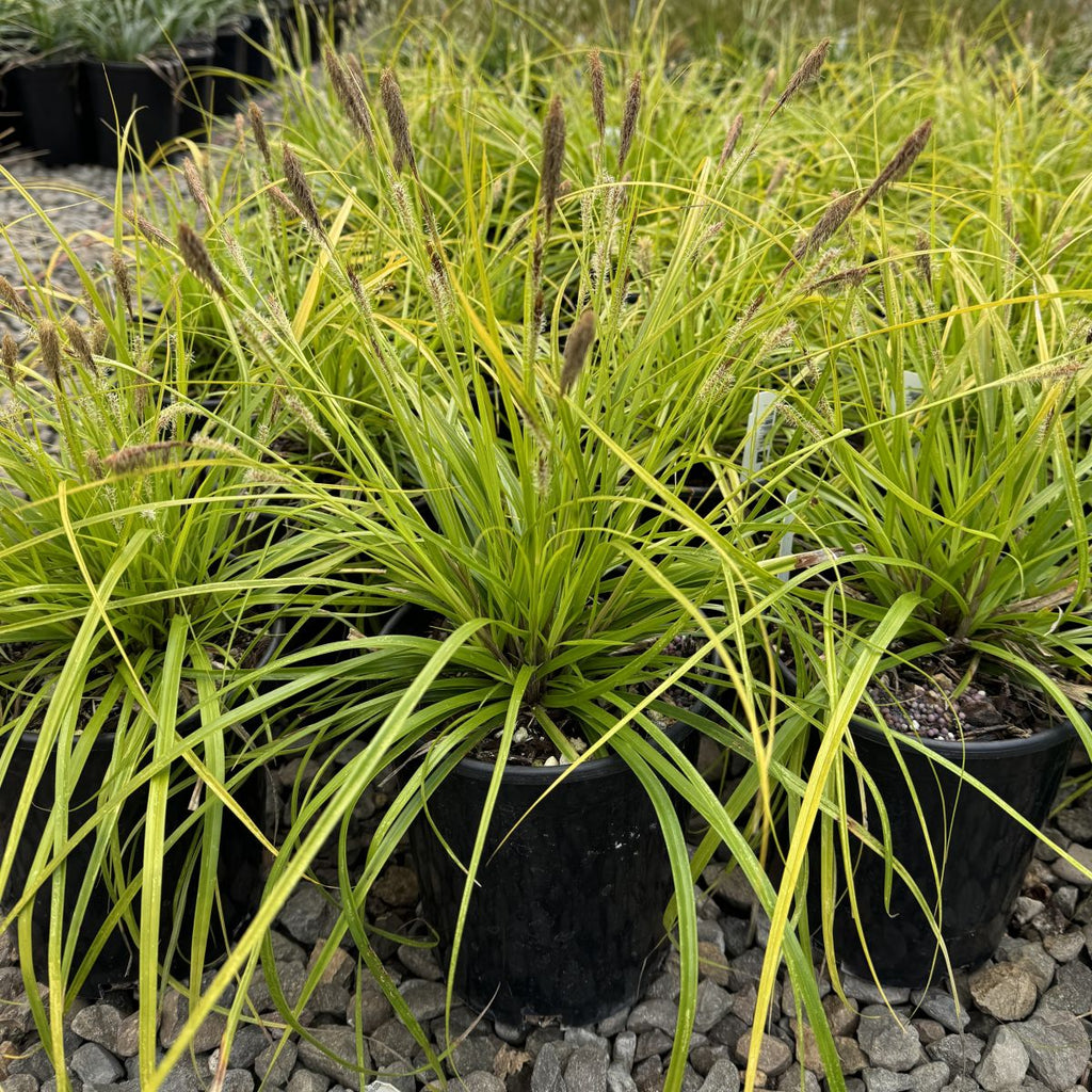 Grass, Carex oshimensis EVERCOLOR® 'Everillo' PP21002