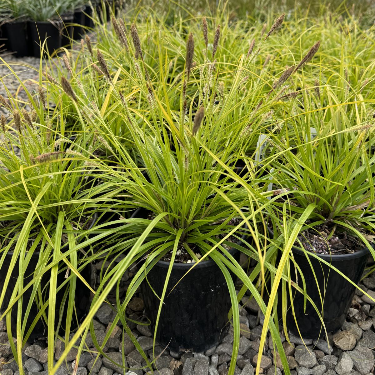 Grass, Carex oshimensis EVERCOLOR® 'Everillo' PP21002 – Loen Nursery, Inc.