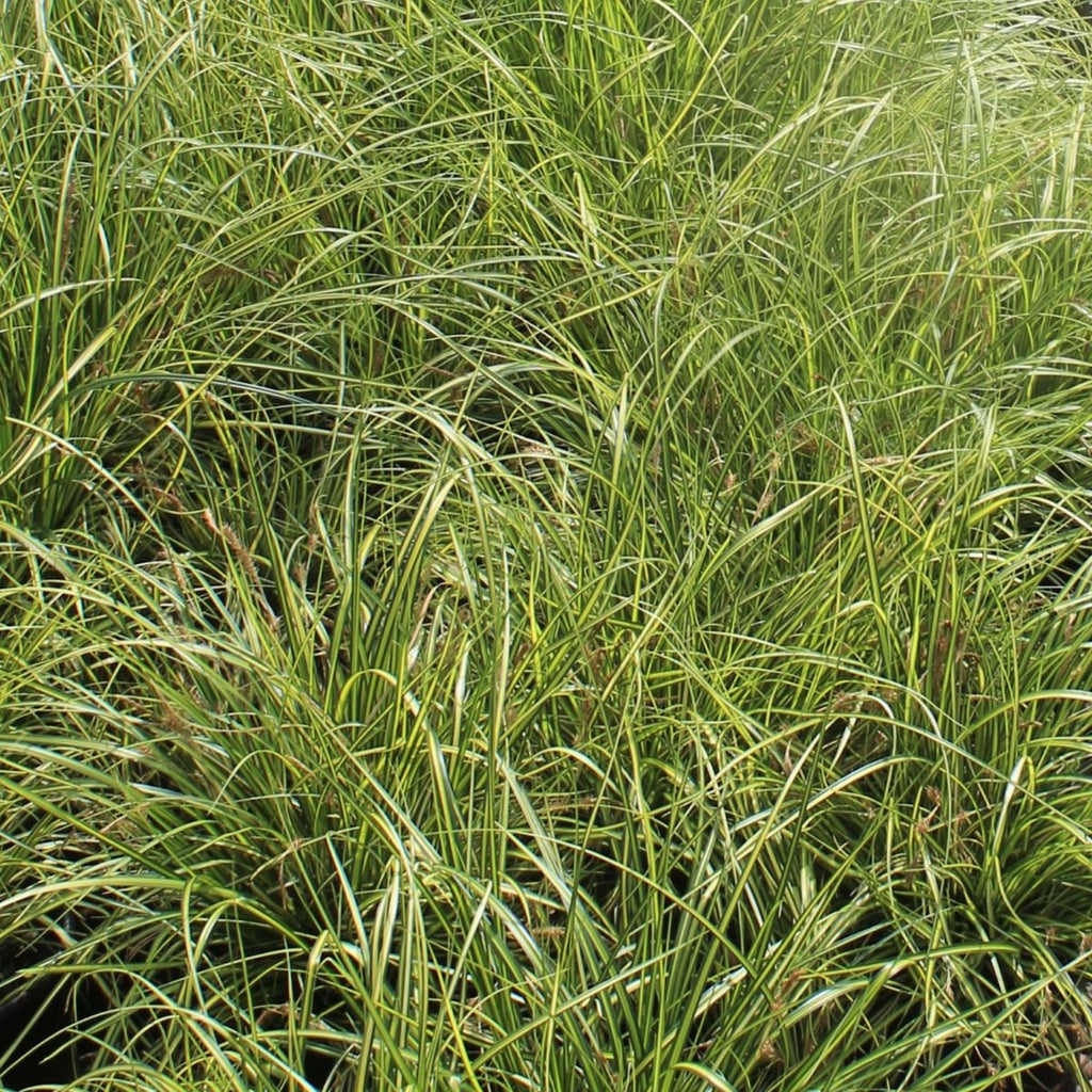Grass, Carex oshimensis EVERCOLOR® 'Eversheen' PP25938