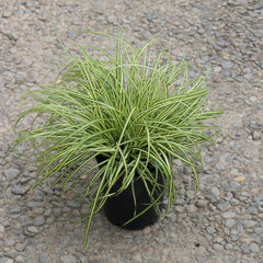 Grass, Carex oshimensis EVERCOLOR® 'Everoro' PP23406 – Loen