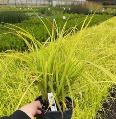 Grass, Carex stipata