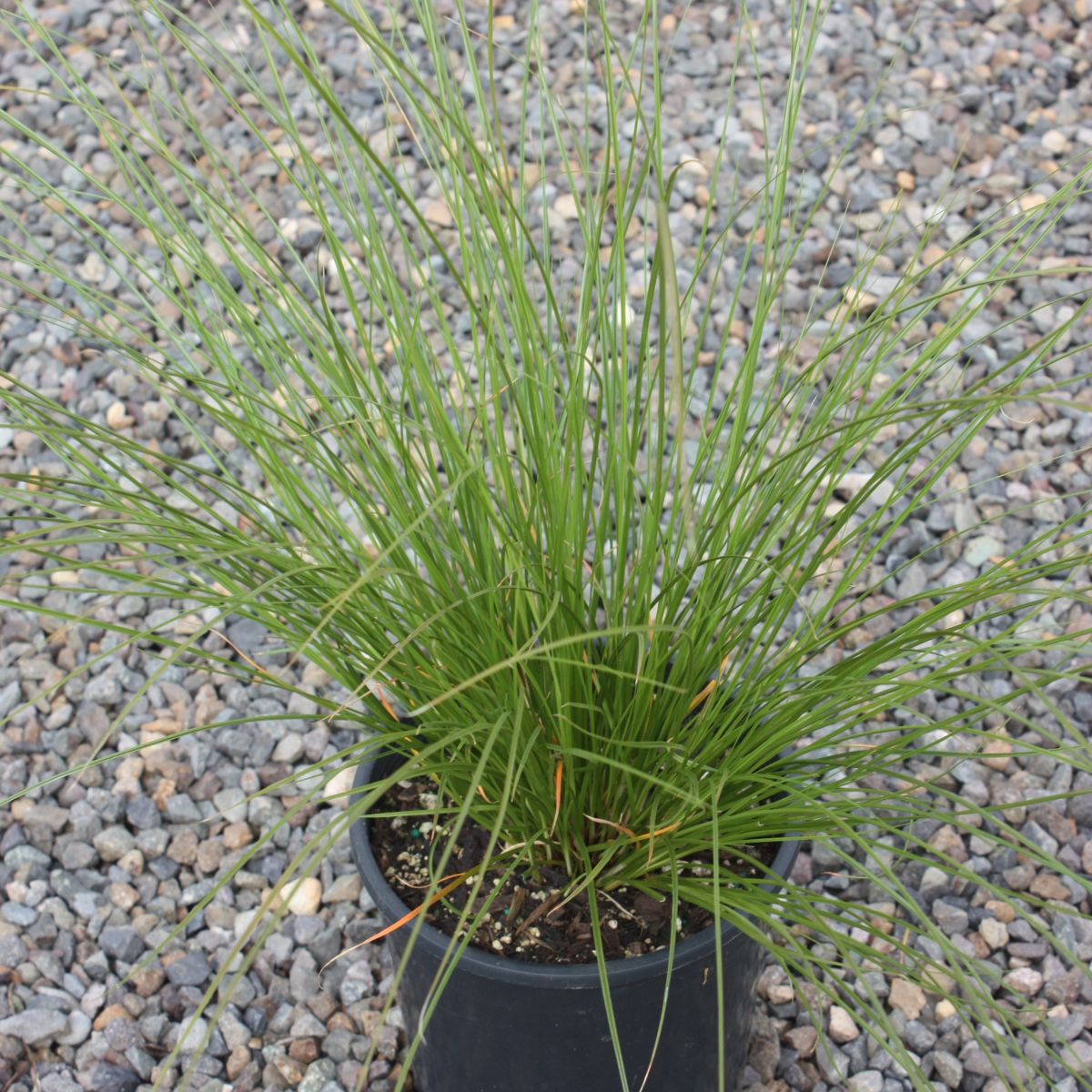 Grass, Carex testacea