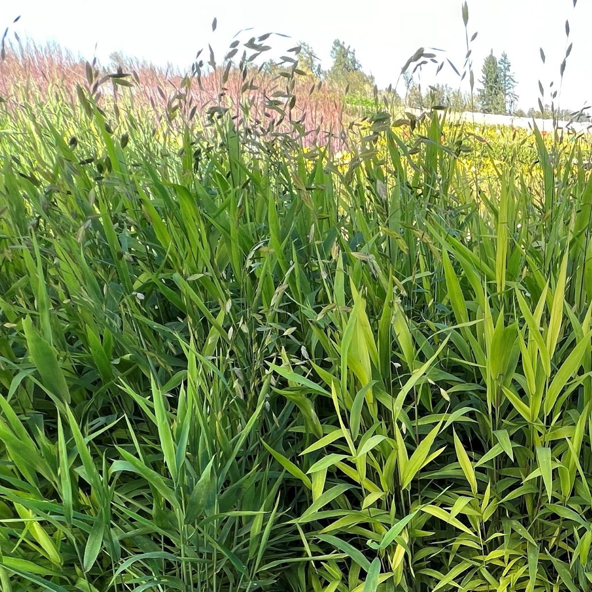 Grass, Chasmanthium latifolium