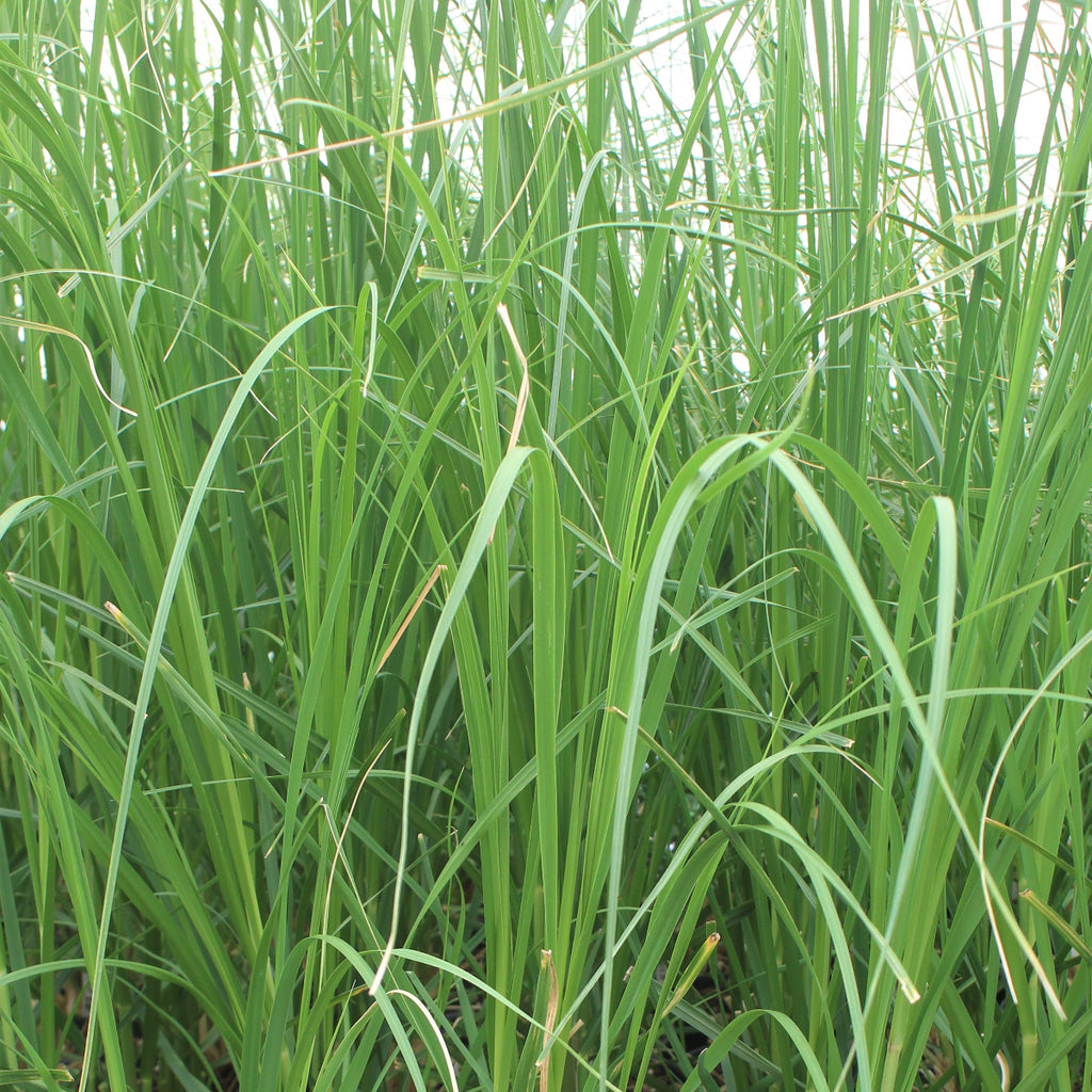 Grass, Cortaderia s. 'Rosea'