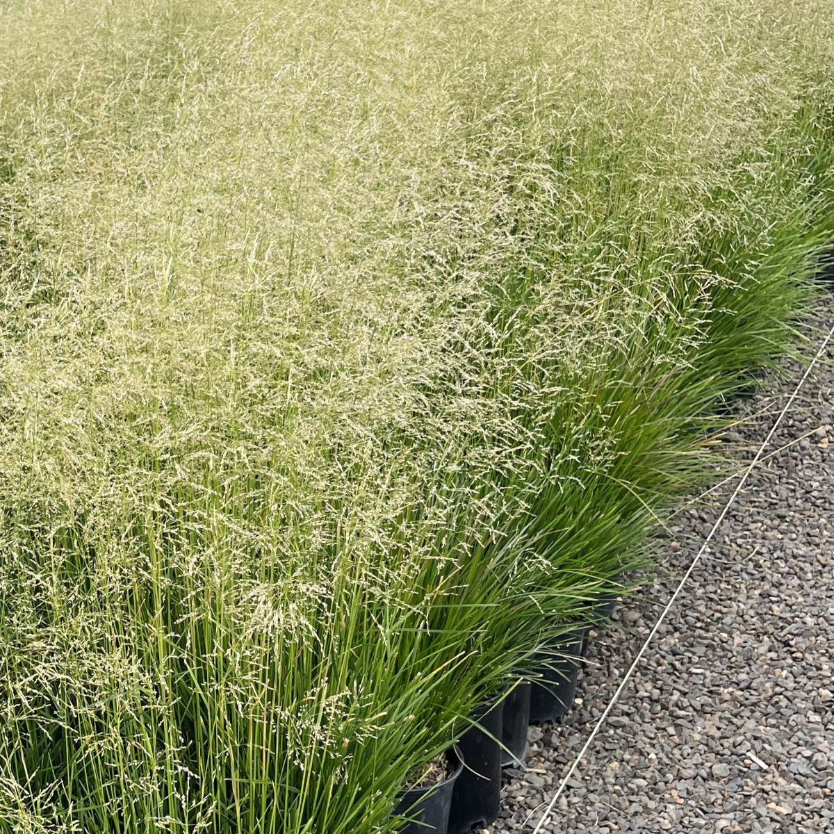 Grass, Deschampsia c. 'Goldgehänge'