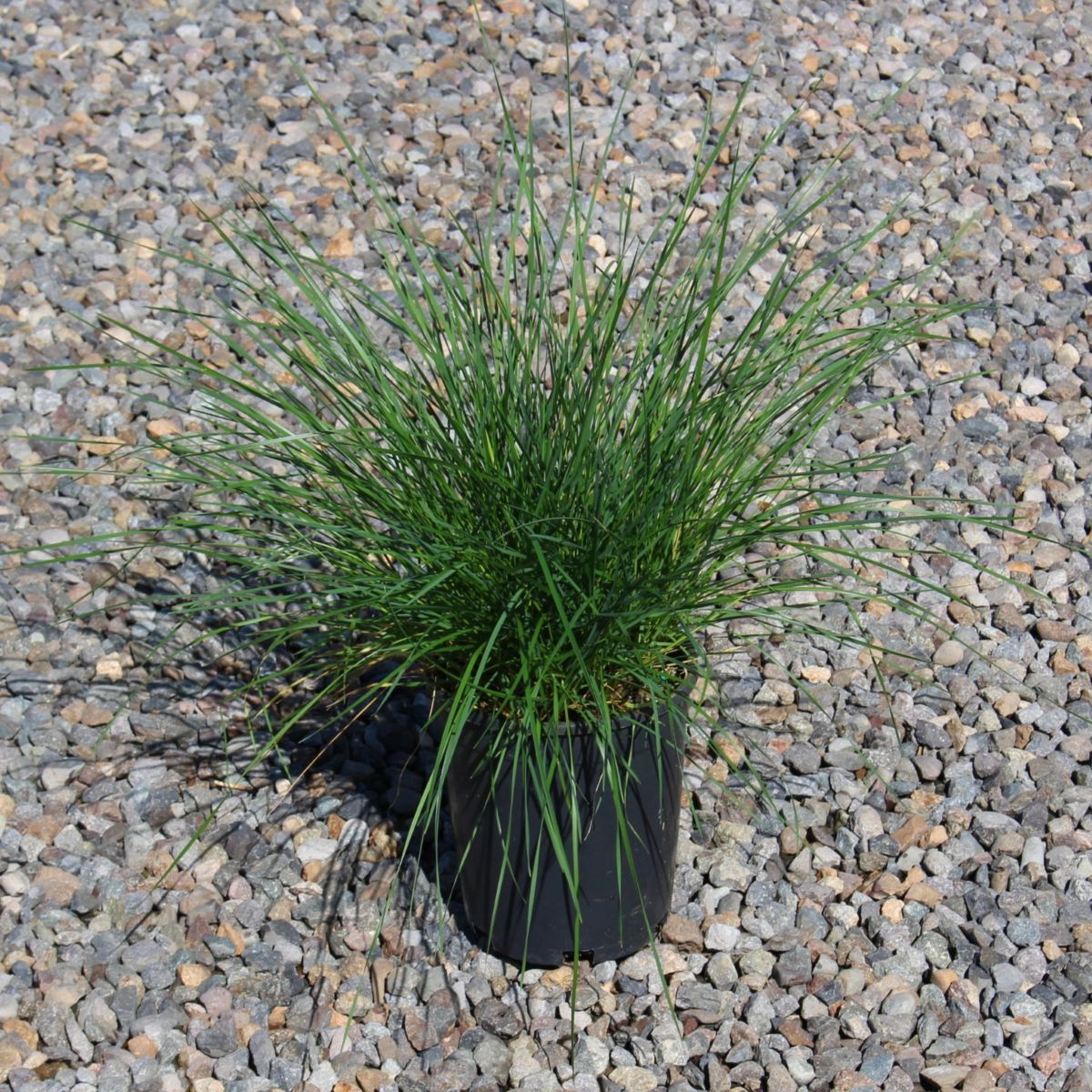 Grass, Deschampsia c. 'Goldschleier'