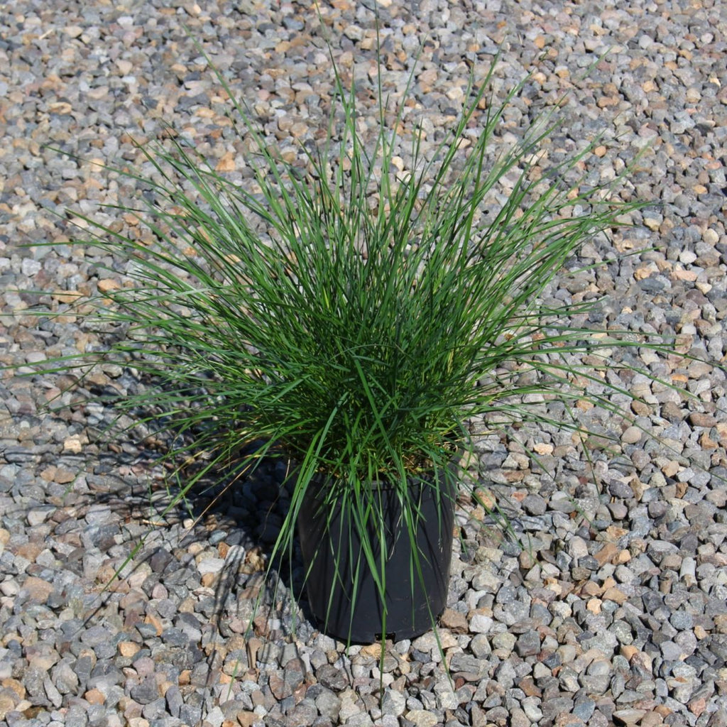 Grass, Deschampsia c. 'Goldschleier'