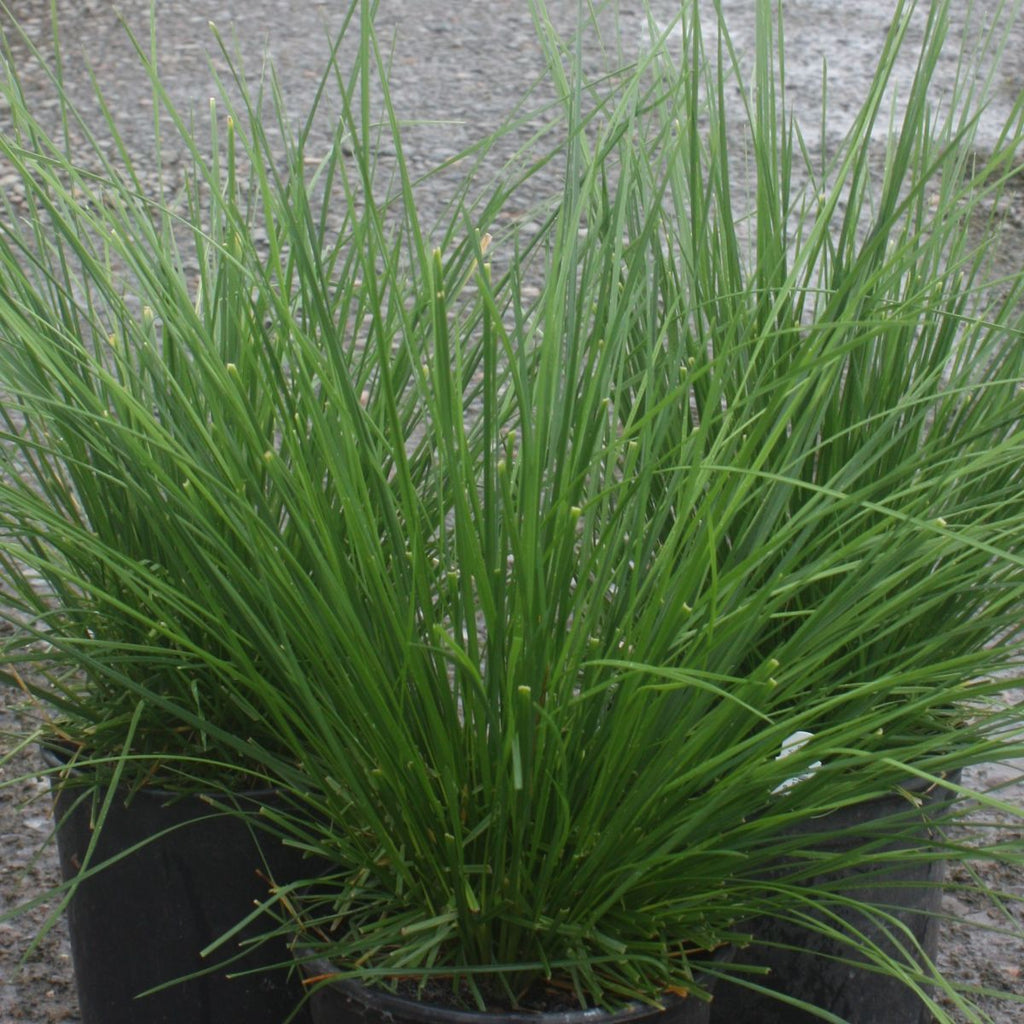 Grass, Deschampsia cespitosa