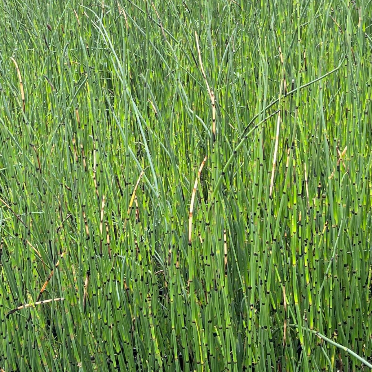 Equisetum hyemale