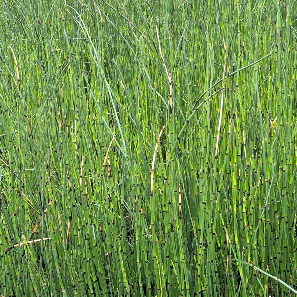Equisetum hyemale