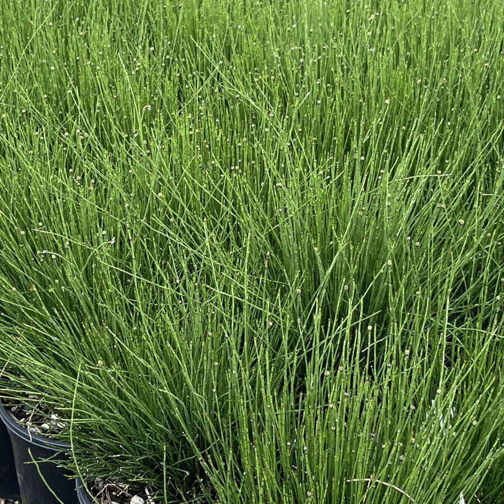 Grass, Equisetum scirpoides
