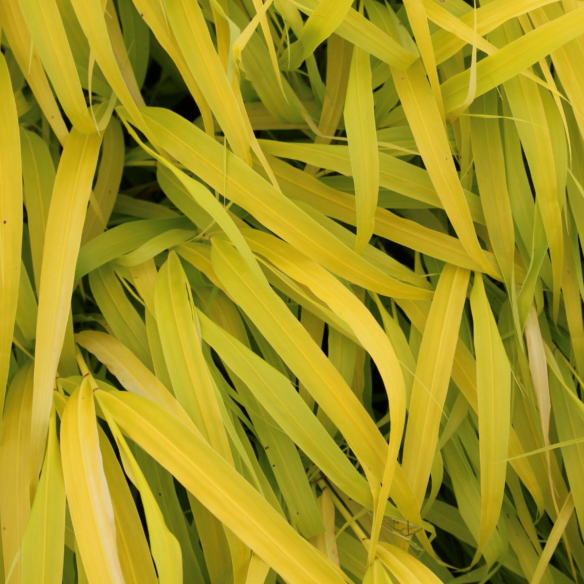 Grass, Hakonechloa m. 'All Gold'