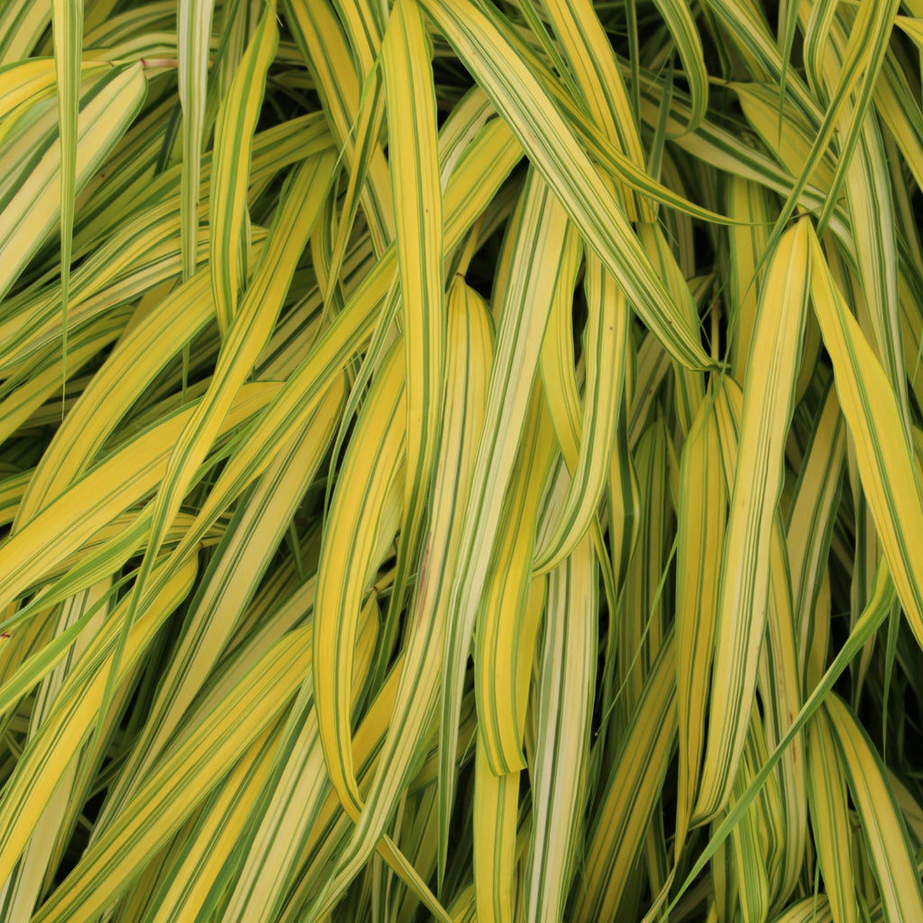Grass, Hakonechloa m. 'Aureola'