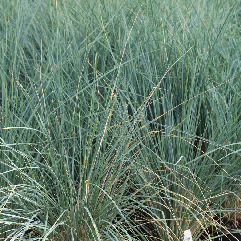 Grass, Helictotrichon sempervirens