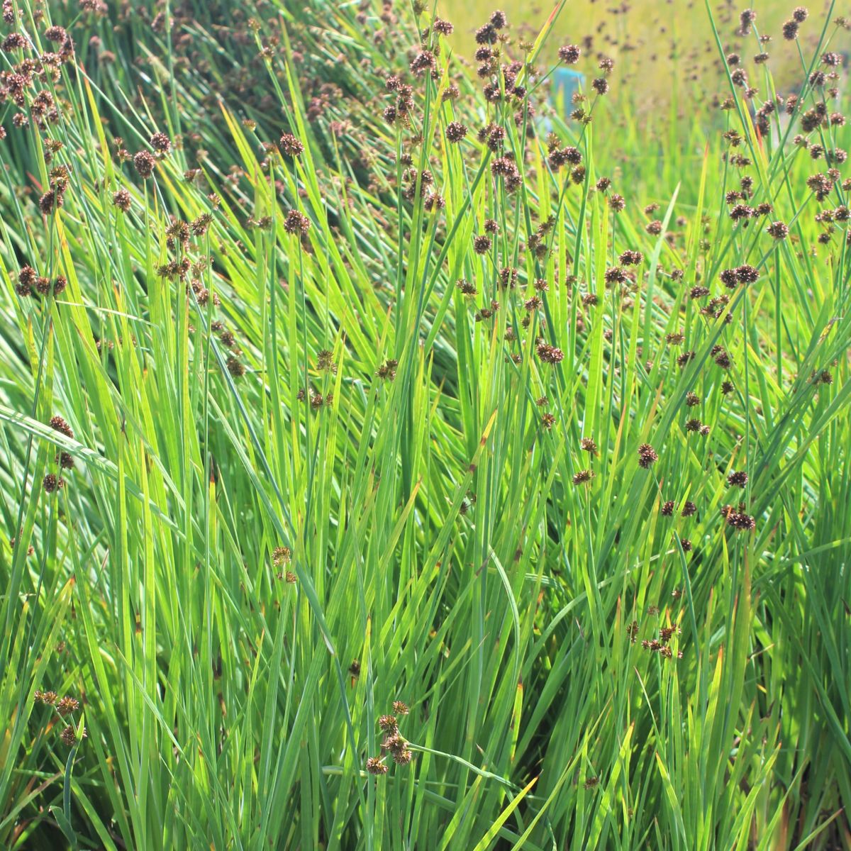 Grass, Juncus ensifolius