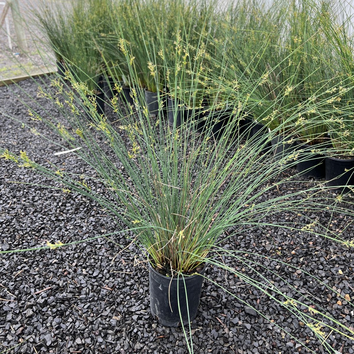 Grass, Juncus patens