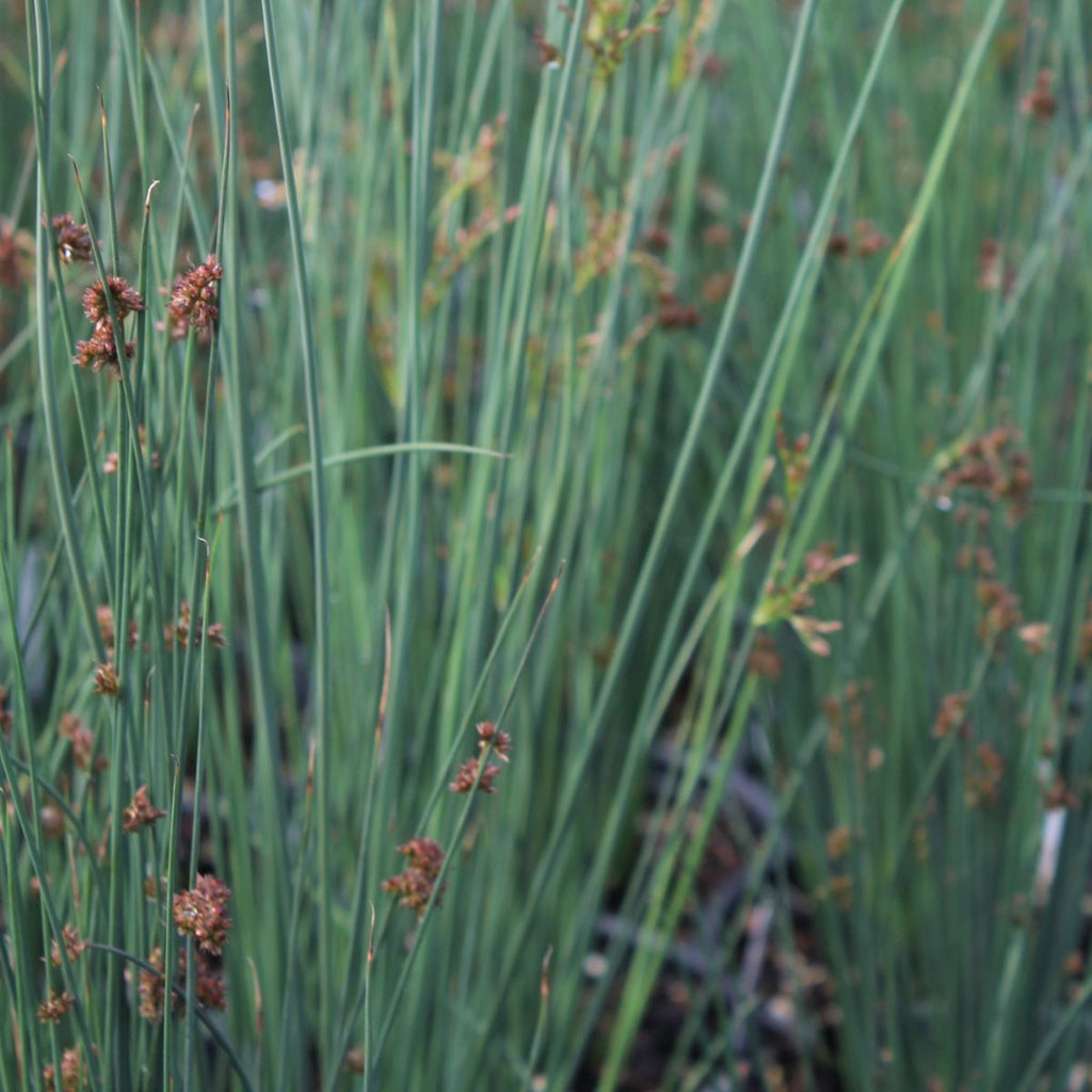 Grass, Juncus patens 'Elk Blue'