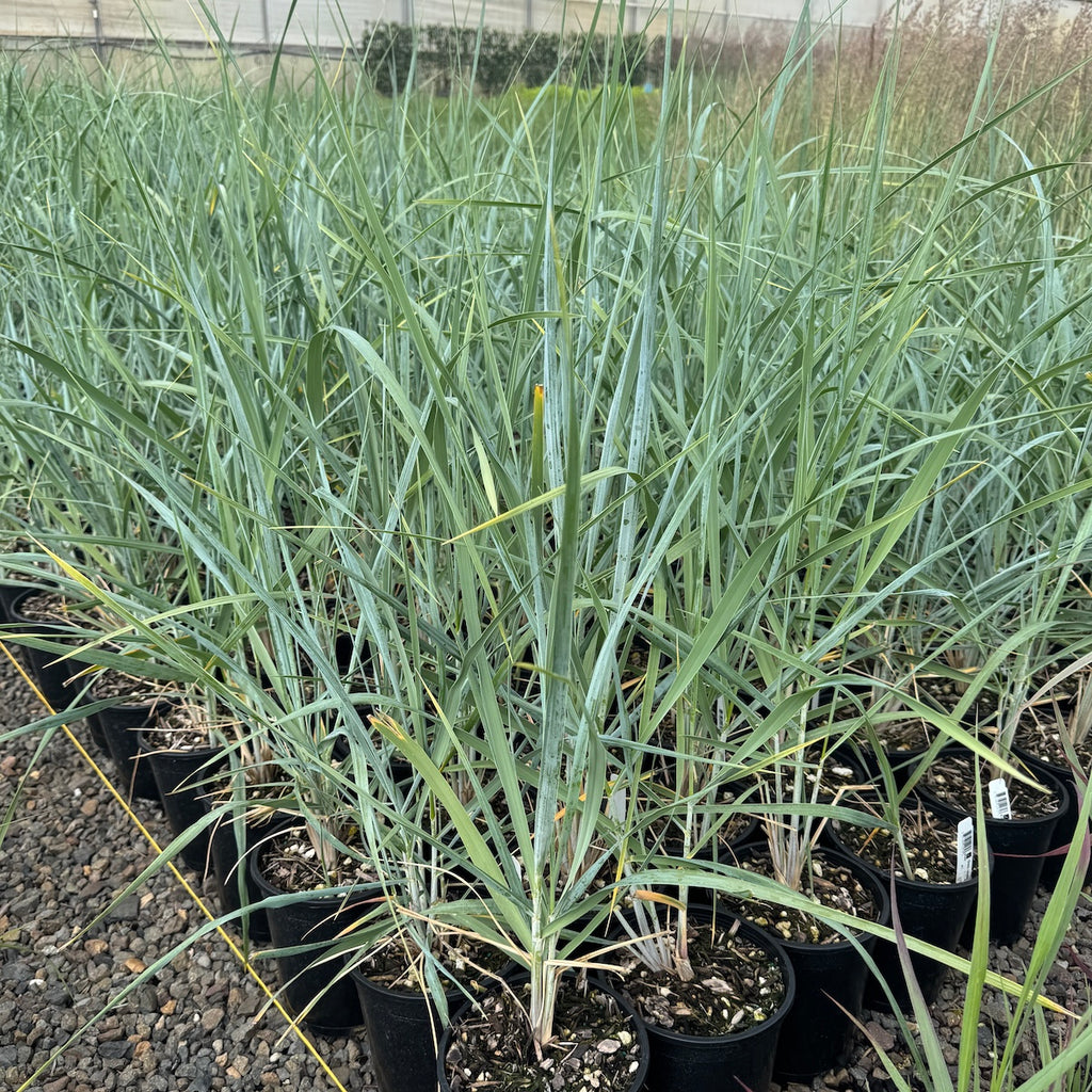 Grass, Leymus mollis (Elymus)