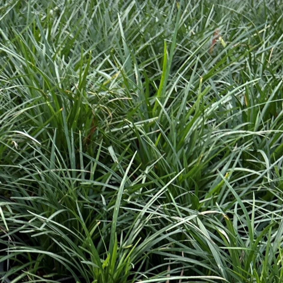 Liriope gigantea (Ophiopogon jaburan)