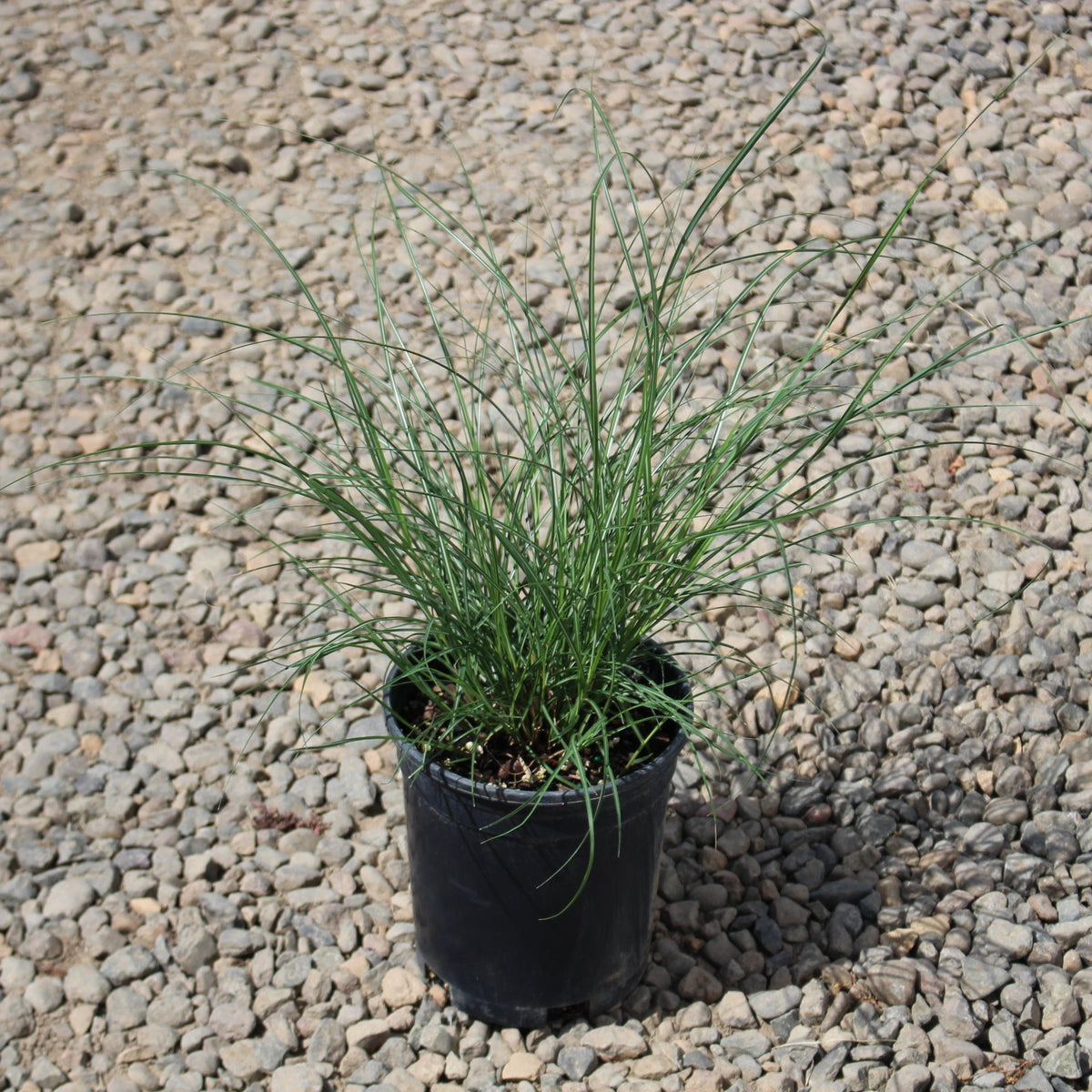 Grass, Miscanthus sin. 'Adagio'