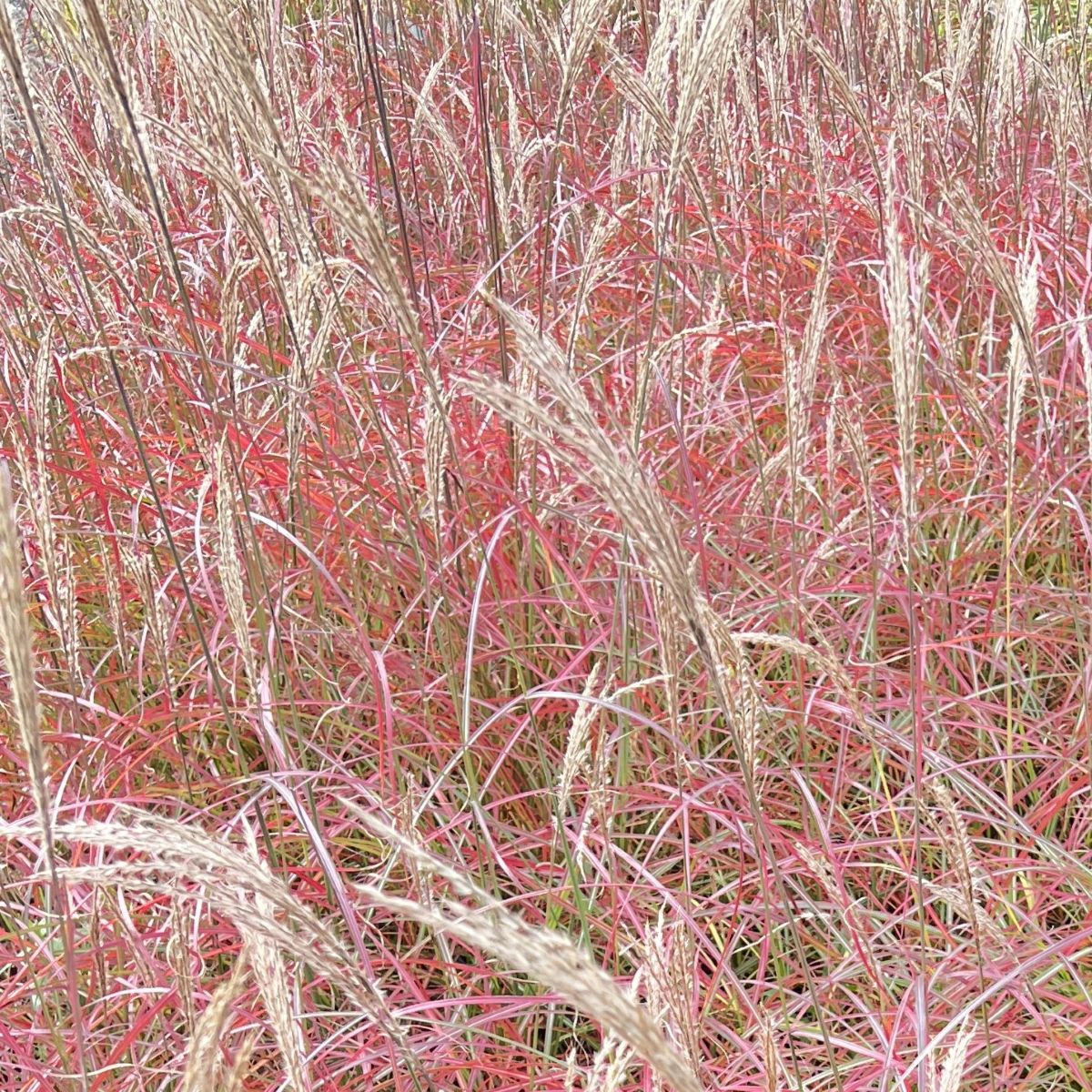 Grass, Miscanthus sin. 'Little Miss'
