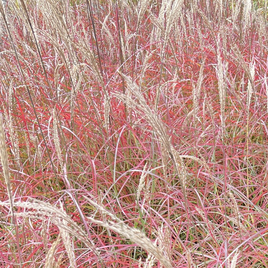 Grass, Miscanthus sin. 'Little Miss'