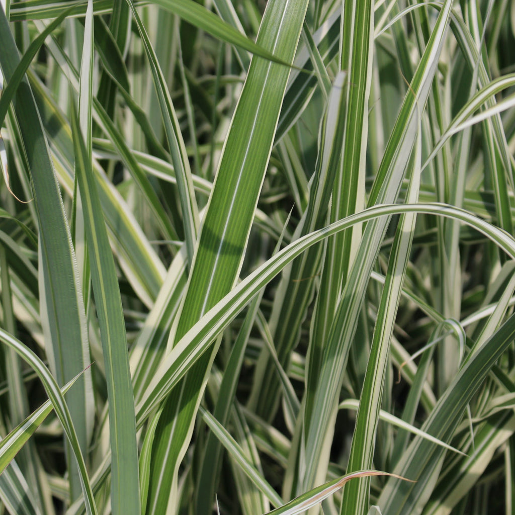 Grass, Miscanthus sin. 'Cosmopolitan'