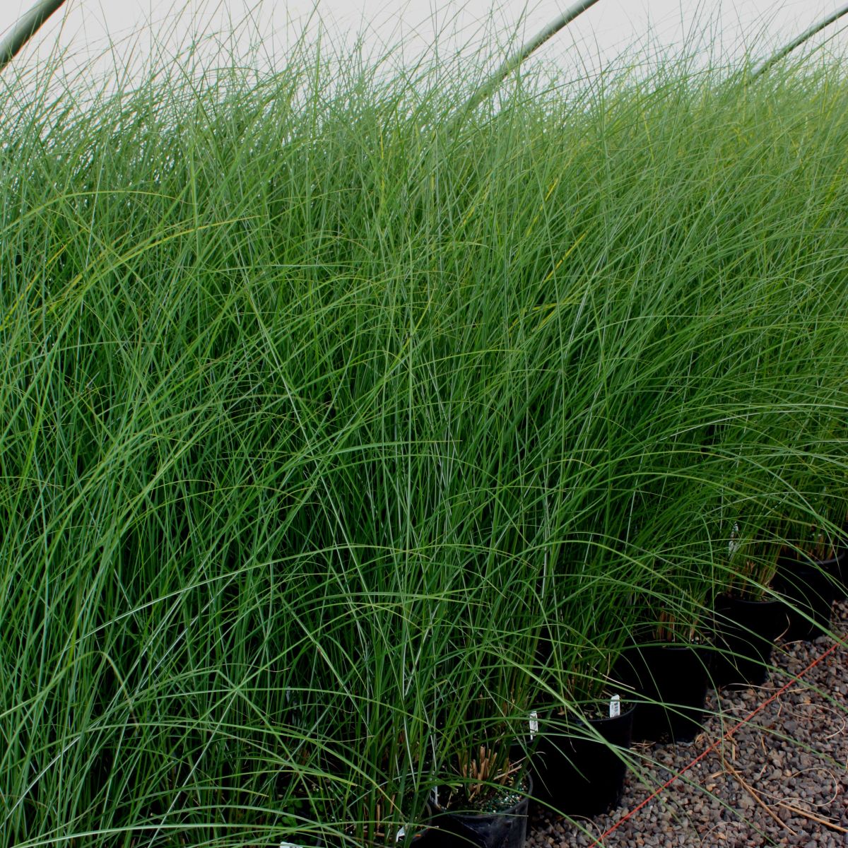 Grass, Miscanthus sin. 'Gracillimus'
