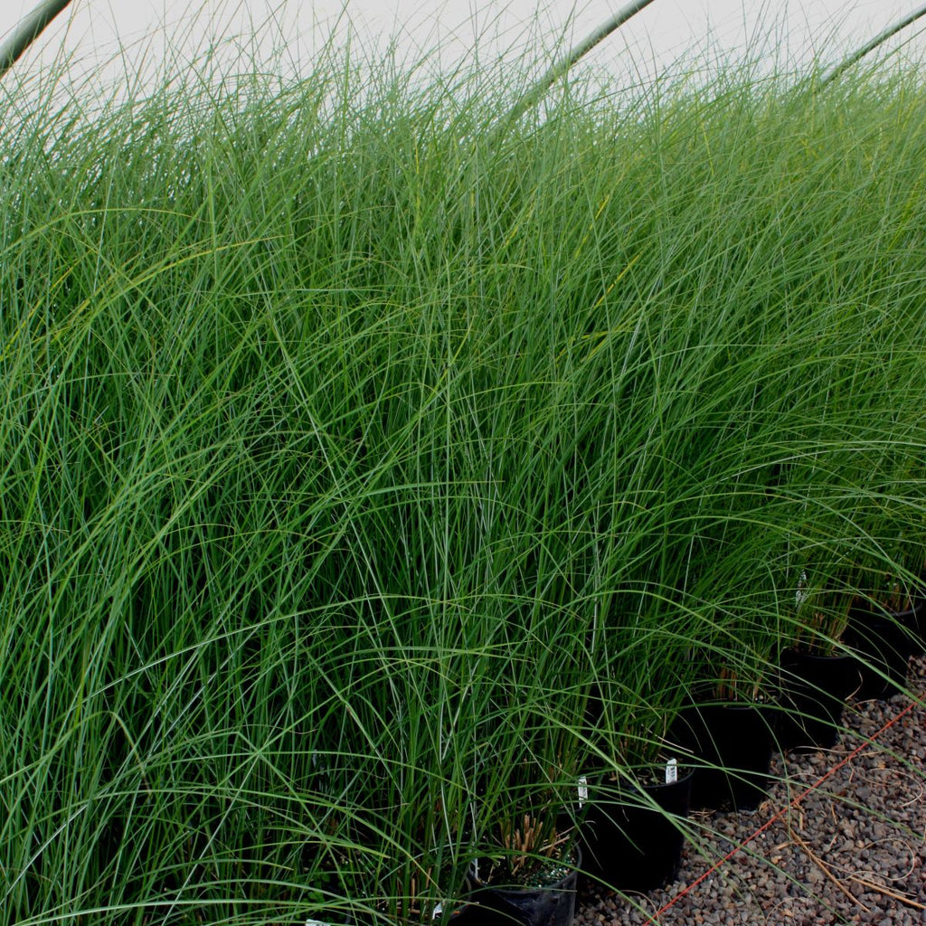 Grass, Miscanthus sin. 'Gracillimus'