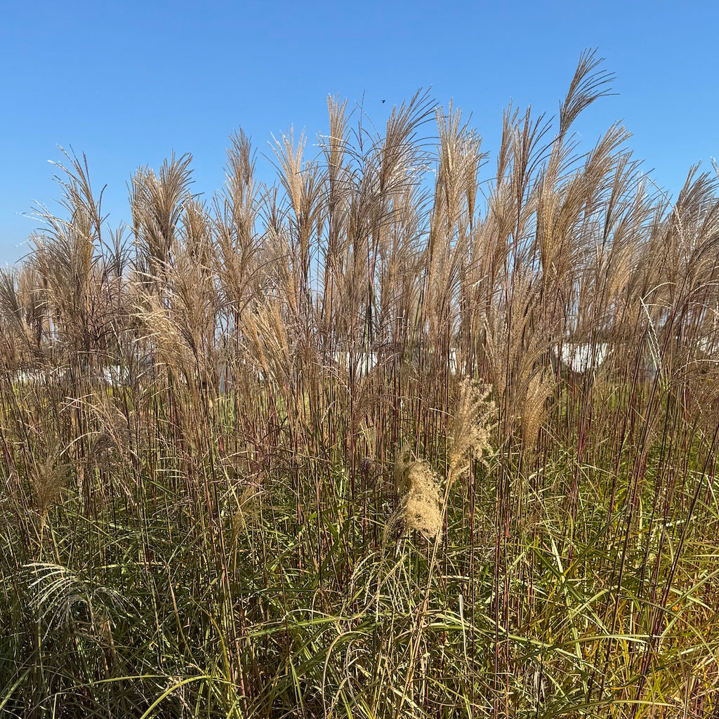 Grass, Miscanthus sin. 'Malepartus'
