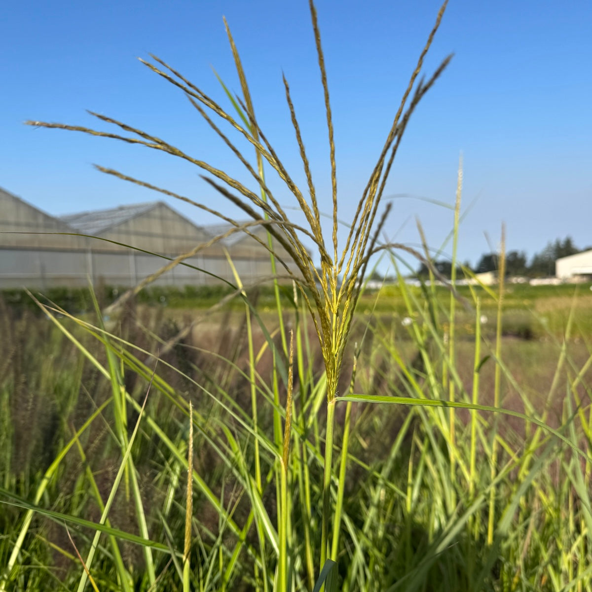 Grass, Miscanthus sin. 'My Fair Maiden' ™ PPAF