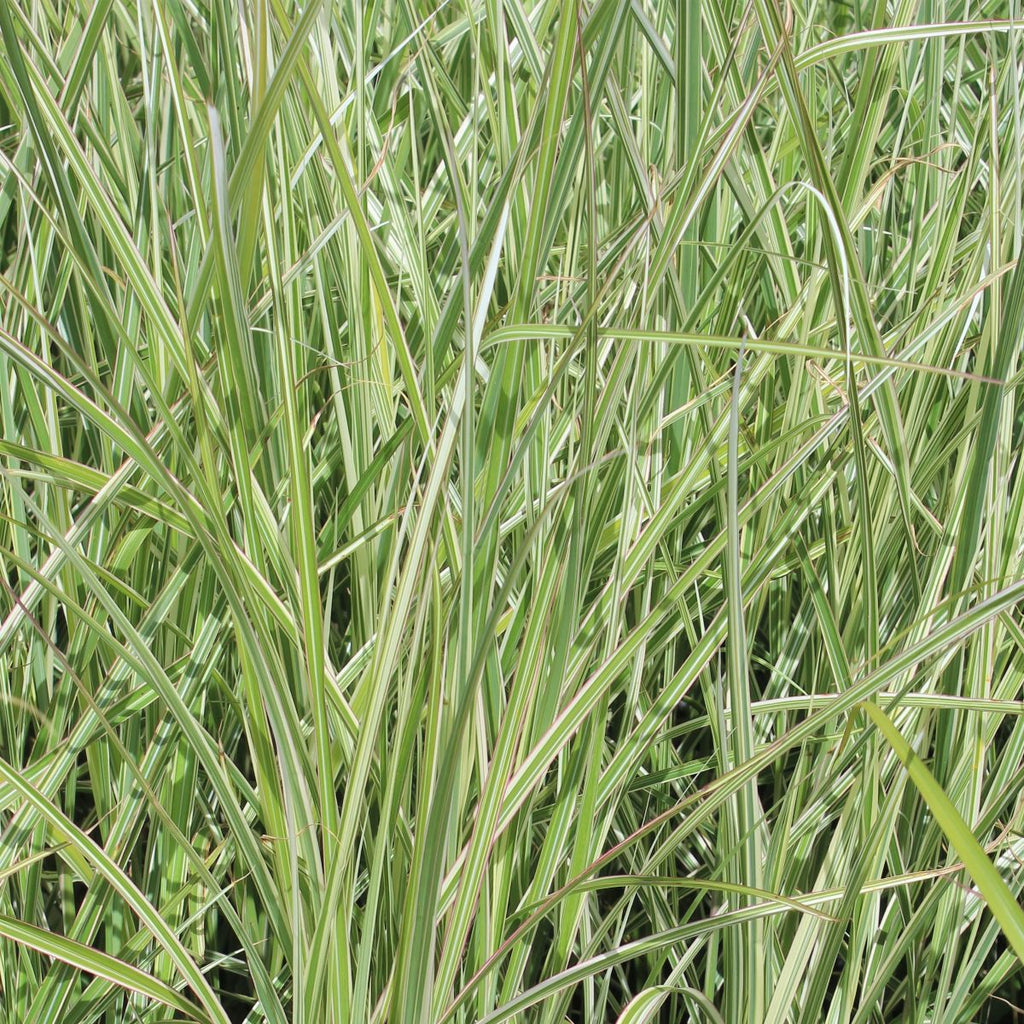 Grass, Miscanthus sin. 'Rigoletto'