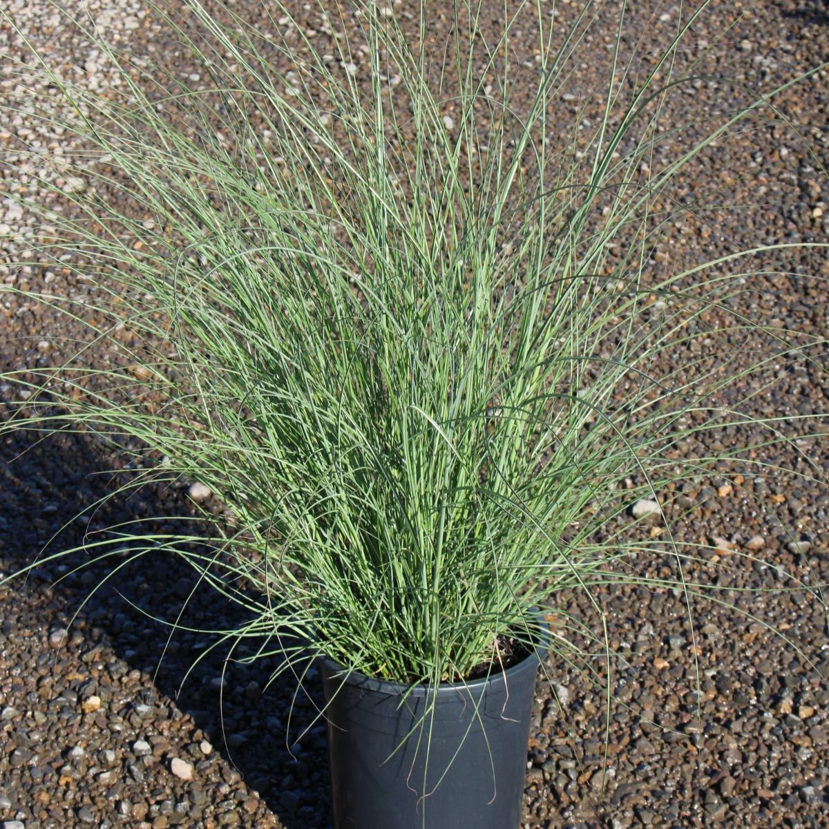 Grass, Miscanthus sin. 'Silberfeder'