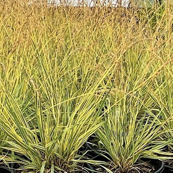 Grass, Molinia c. 'Variegata'