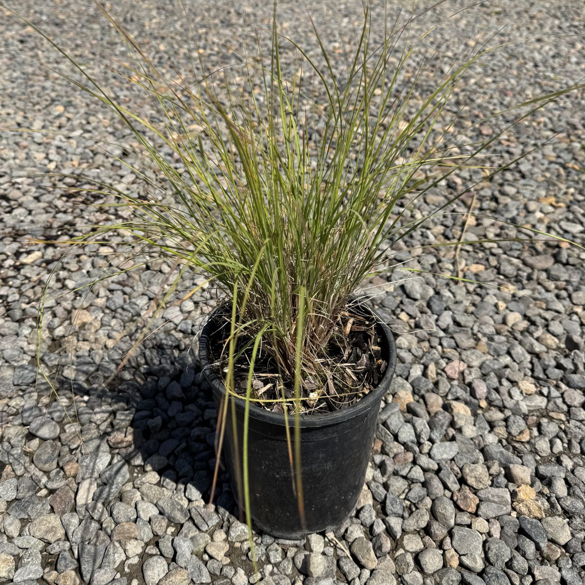 Grass, Muhlenbergia reverchonii 'UNDAUNTED®'