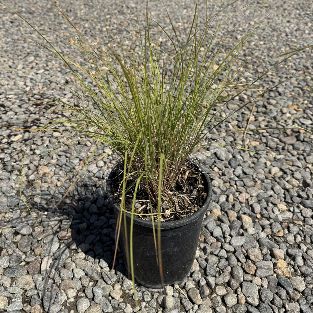 Grass, Muhlenbergia reverchonii 'UNDAUNTED®'