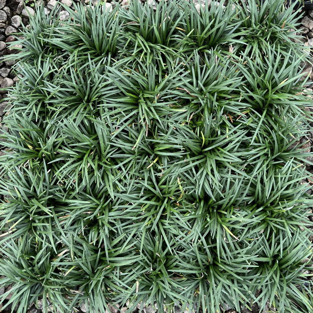 Grass, Ophiopogon japonicus 'Nana'- 25 per Flat