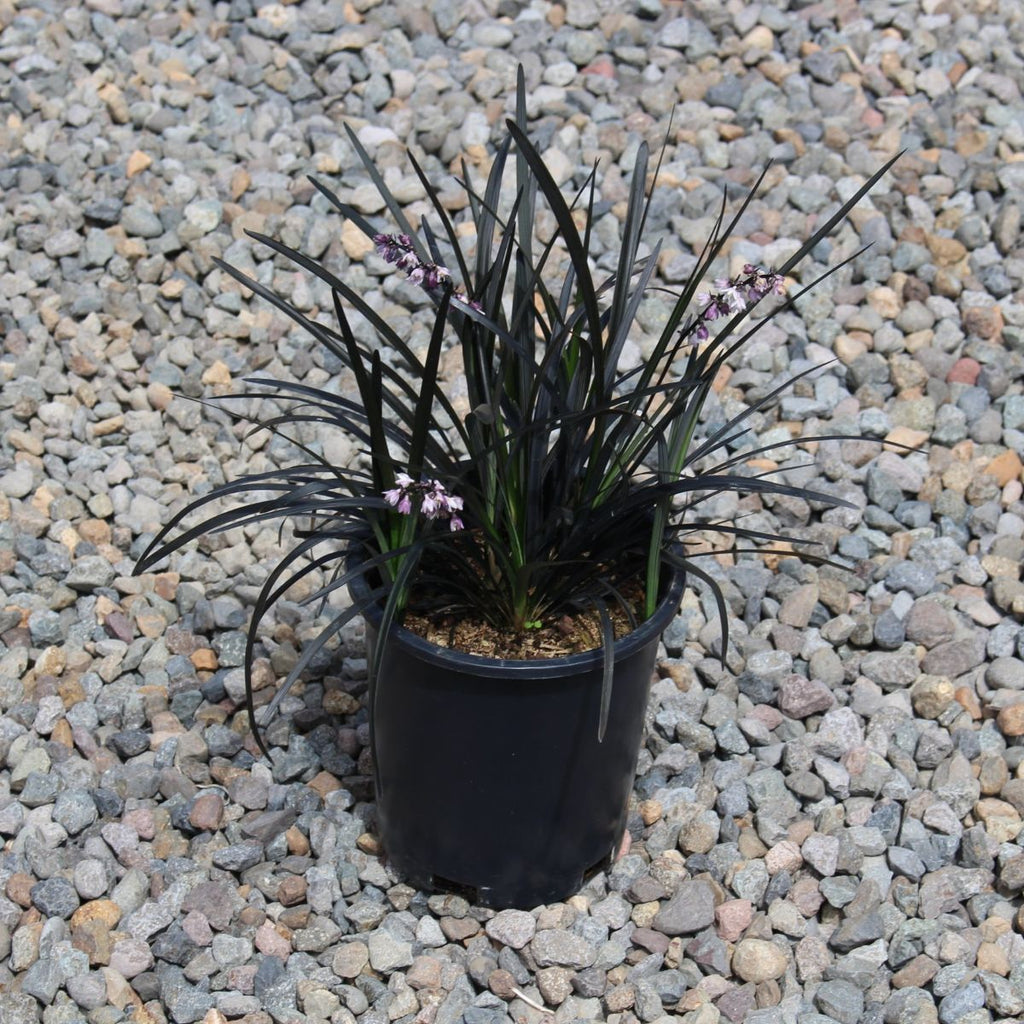 Grass, Ophiopogon plan. 'Nigrescens'
